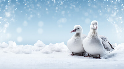 Snow geese on snow background with empty space for text 