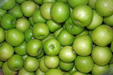 green jujube fruits