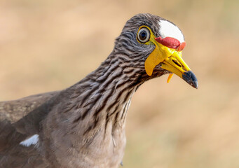 African Wattled Lapwing, Kruger National Park