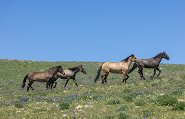 Naklejka na ściany i meble Wild Horses in Summer in the Pryor Mountains Montana
