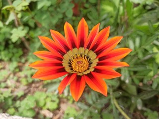 Closeup shot of a blooming orange gazania flower in a garden