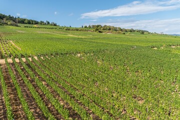 Aerial view of hills and vineyards above Rudesheim am Rhein in Rhine Valley
