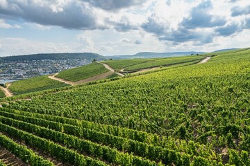 Fototapeta na wymiar Aerial view of hills and vineyards above Rudesheim am Rhein in Rhine Valley