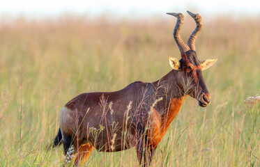 Fototapeta premium Red Hartebeest Bull, South Africa