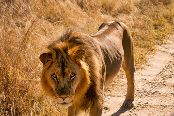 Naklejka premium African Lion Walking on the road of Hwange National Park