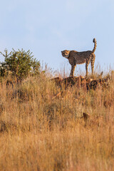 Cheetah in South Africa