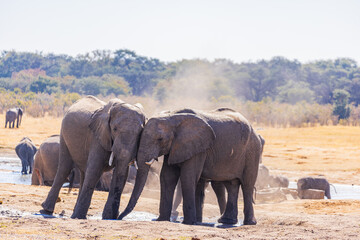 Elephants interacting in Hwange National Park, Zimbabwe, Southern Africa