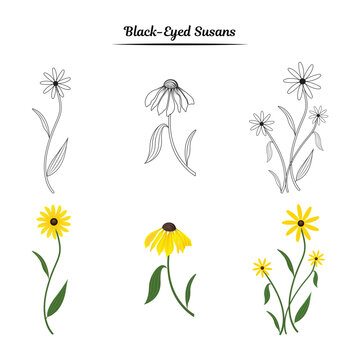 Black - eyed susans flower illustration. Black-Eyed Susans flower outline. 
