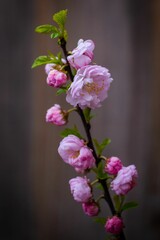 Closeup shot of a flowering plum branch with pink flowers.