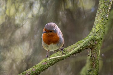European robin perched on a tree branch. Erithacus rubecula.