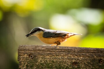 Eurasian nuthatch with a sunflower seed in its beak. Sitta europaea.