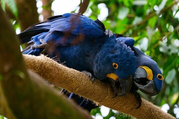 Close-up of two playful blue Hyacinth macaws on a tree branch © Louis Short/Wirestock Creators