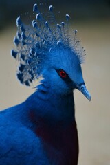 Close-up of a vibrant blue Victoria crowned pigeon against a blurred background