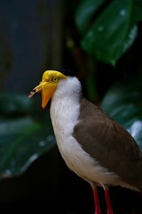 Close-up of a masked lapwing standing against dark, tropical foliage