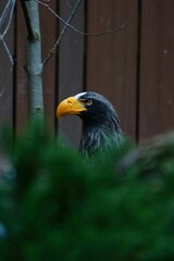 Close-up of a majestic Stellers sea eagle standing against a wooden wall