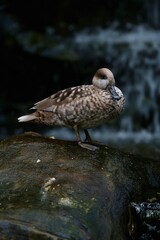 Close-up of a marbled duck standing on a rock behind a waterfall