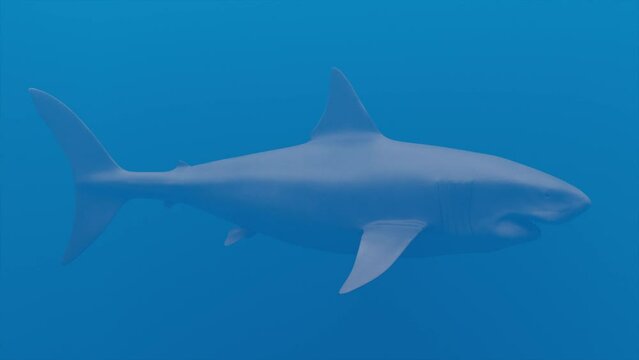 Loopable 3D animation of a megalodon shark (side view, prehistoric, big great white shark).