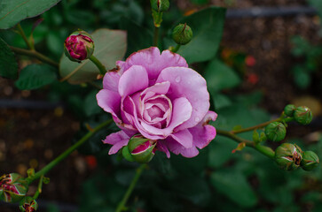 Obraz premium Pink roses on bush in the garden