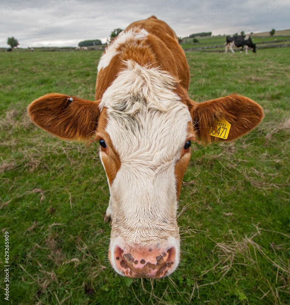 Sticker up-close shot of a cow grazing in a lush, green derbyshire field in the united kingdom