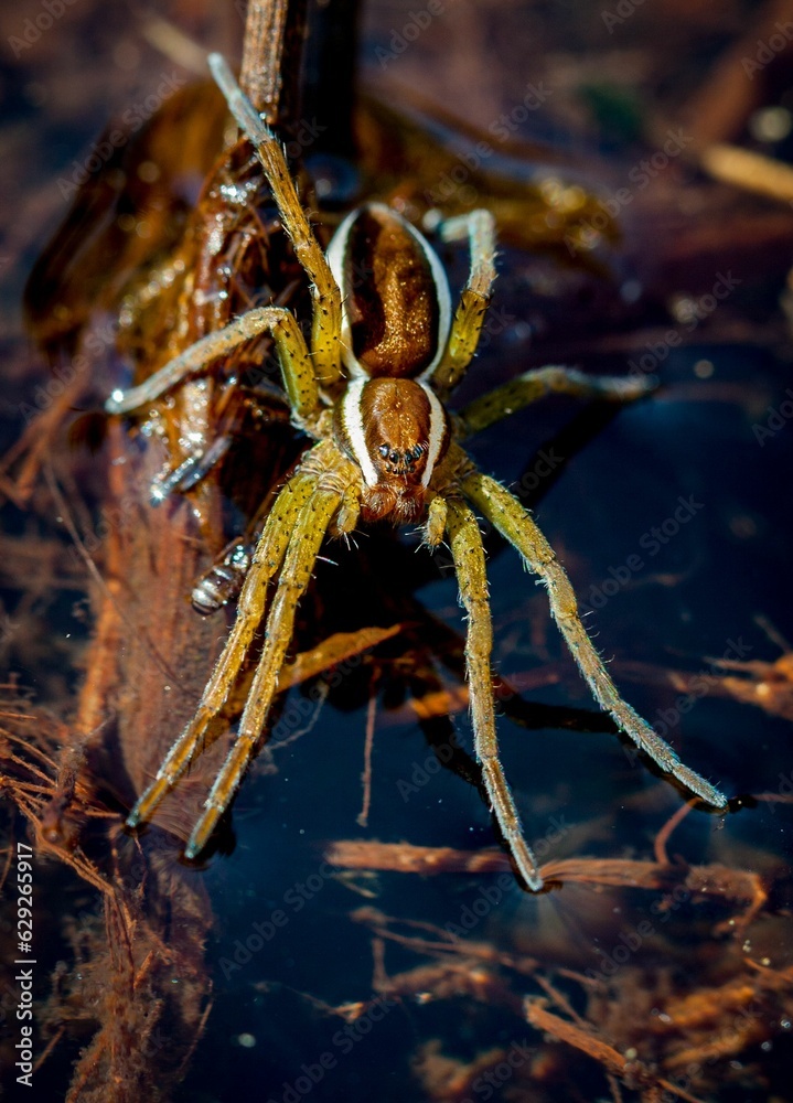 Canvas Prints closeup shot of a spider perched atop the surface of a pond, its legs lightly skimming the water