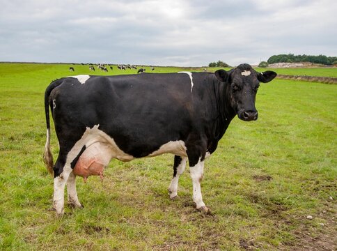Black and white Fresian cow stands in a meadow, ready to be milked