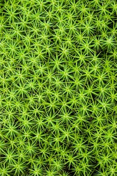 Closeup of Haircap moss Polytrichum commune growing in wetland at Hothfield Common in Kent, UK