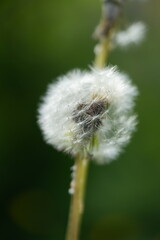 dandelion seed head