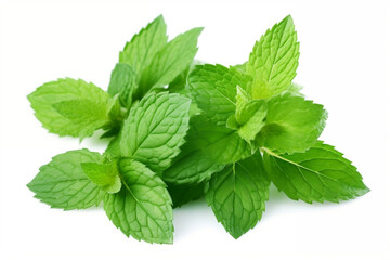 Refreshing Green: Fresh Mint Leaves Isolated on White Background - Crisp Stock Image for Sale