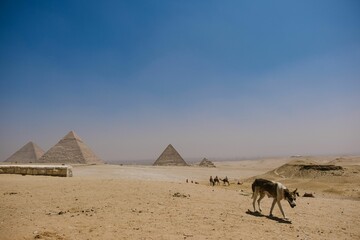 a dog walking near the pyramids of Giza