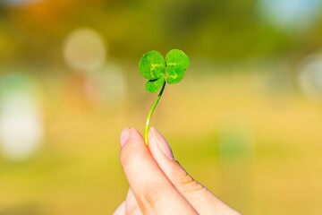 Woman's hand holding a four-leaf clover