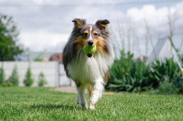 Cute tricolor dog sheltie is playing with toy ball in the garden on green grass. Happy playful...