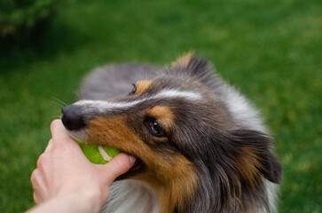 Cute tricolor dog sheltie is playing with toy ball in the garden on green grass. Happy playful shetland sheepdog
