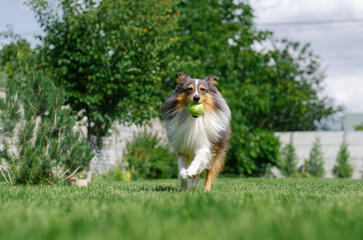 Cute tricolor dog sheltie is playing with toy ball in the garden on green grass. Happy playful...