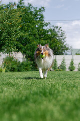 Cute tricolor dog sheltie is playing with toy ball in the garden on green grass. Happy playful shetland sheepdog