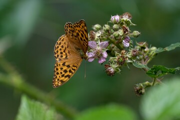 a butterfly resting on a flower with its wings open and it is sitting on the
