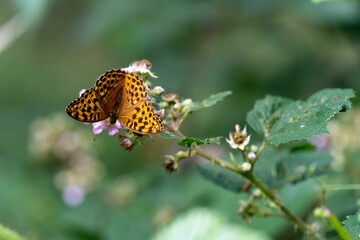 Delicate yellow butterfly perched on a colorful wildflower