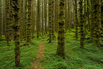 Naklejka premium A Trail in a Green Mossy Pine Forest