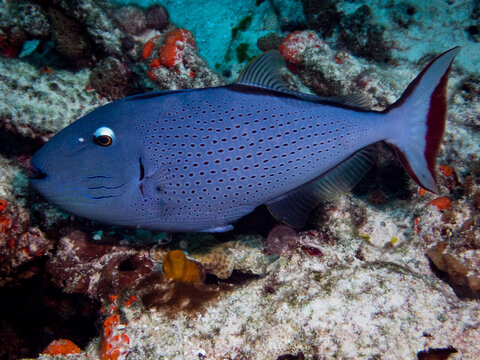 "Trigger Fish" Images – Browse 5,930 Stock Photos, Vectors, and Video