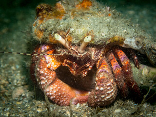 Hermit Crab