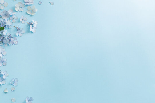 blue  hydrangea flowers on blue background