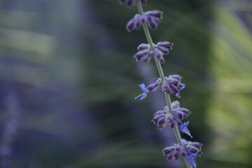 Obraz premium Stem with purple flowers of perovskia pamirica (salvia yangii) ornamental plant on blurred background