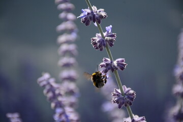 Large bumblebee on the flowers of an ornamental plant perovskia pamirica (salvia yangii)