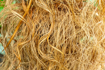 Palm tree fibre in the Gage Park Tropical Greenhouse botanical gem located in Hamilton, Ontario, Canada. Lush greenery and vibrant floral blooming. Tropical House with exotic plants.