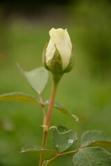 Bud of a white rose close-up on a blurred green background