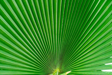 Obraz premium Botanical display of Green Tropical Biophilia, Fan Leaved Palm Treein Gage Park Tropical Greenhouse contains palms, ferns, orchids and tropical species. Popular destination for nature lovers.