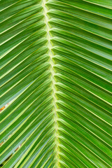 Coconut palm leaf in the Gage Park Tropical Greenhouse. Lush greenery and vibrant floral blooming. Tropical House with exotic plants. Botanical gem located in Hamilton, Ontario, Canada.