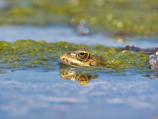 a small frog laying in the water while looking at a camera