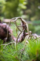 Closeup of a broken tree branch, on the ground