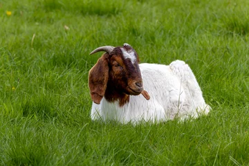 Deurstickers Boer goat on the meadow © Robert L Parker