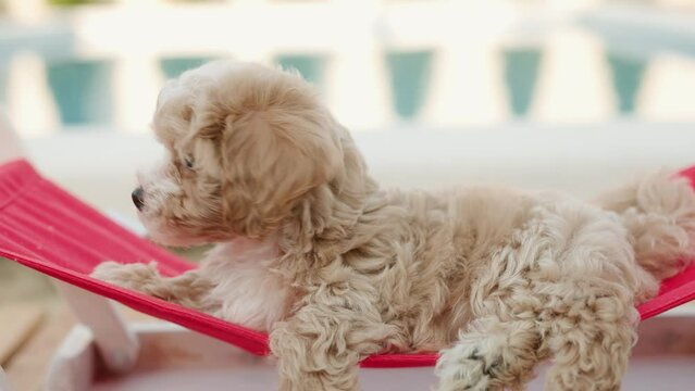Cute puppies of the Maltipoo breed are resting in the arms of a girl on beautiful home. Beloved pet in the natural atmosphere.